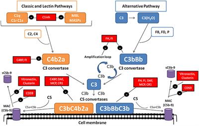 Nephritic Factors: An Overview of Classification, Diagnostic Tools and Clinical Associations